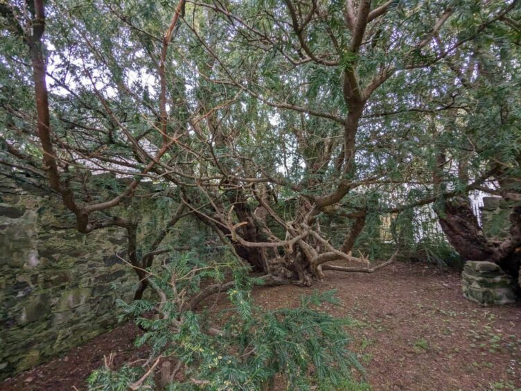 The sprawling Fortingall Yew. Image: Gayle Ritchie.