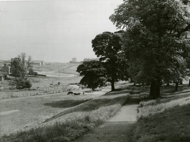 A view of trees and fields from Den o' Mains before housing schemes were prominent.