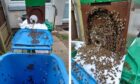 Around 30-40,000 honey bees swarmed on the wheelie bin.
