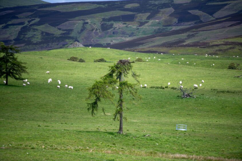 An osprey sitting on her nest on Kinclune Estate in the heart of Angus. Image: Kim Cessford.