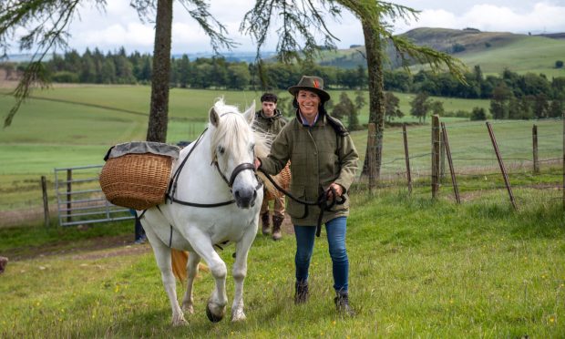Gayle leads Highland pony mare Phosa as part of Kinclune Estate's experience. Image: Kim Cessford/ DC Thomson.