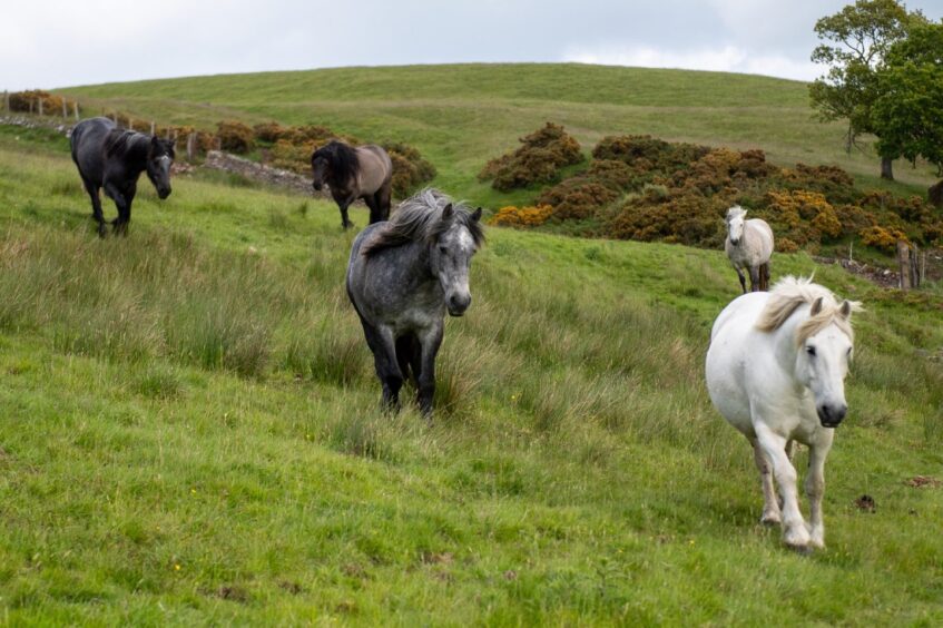 Some of the stunning Highland ponies on Kinclune Estate. Image: Kim Cessford.