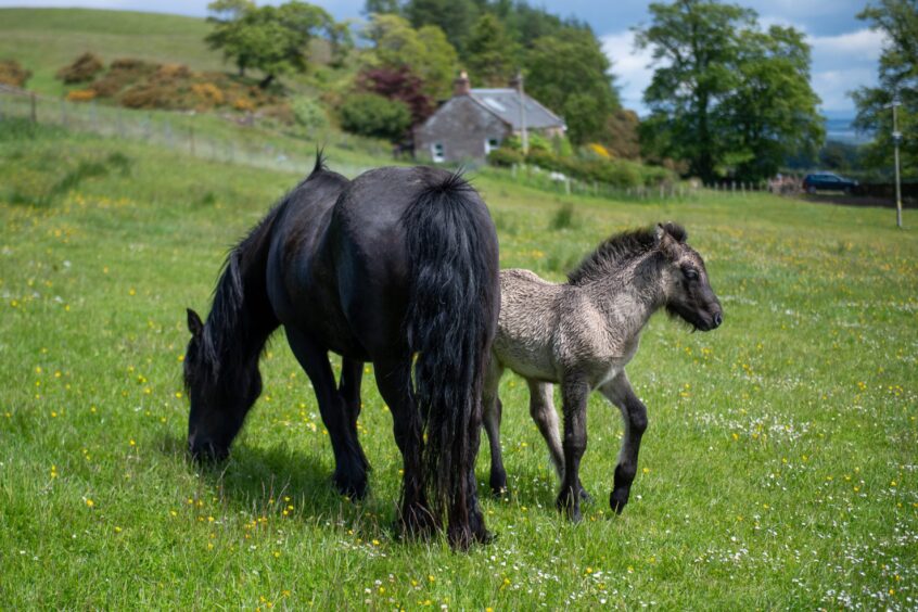 Highland pony Rosebush with her foal. Image: Kim Cessford.