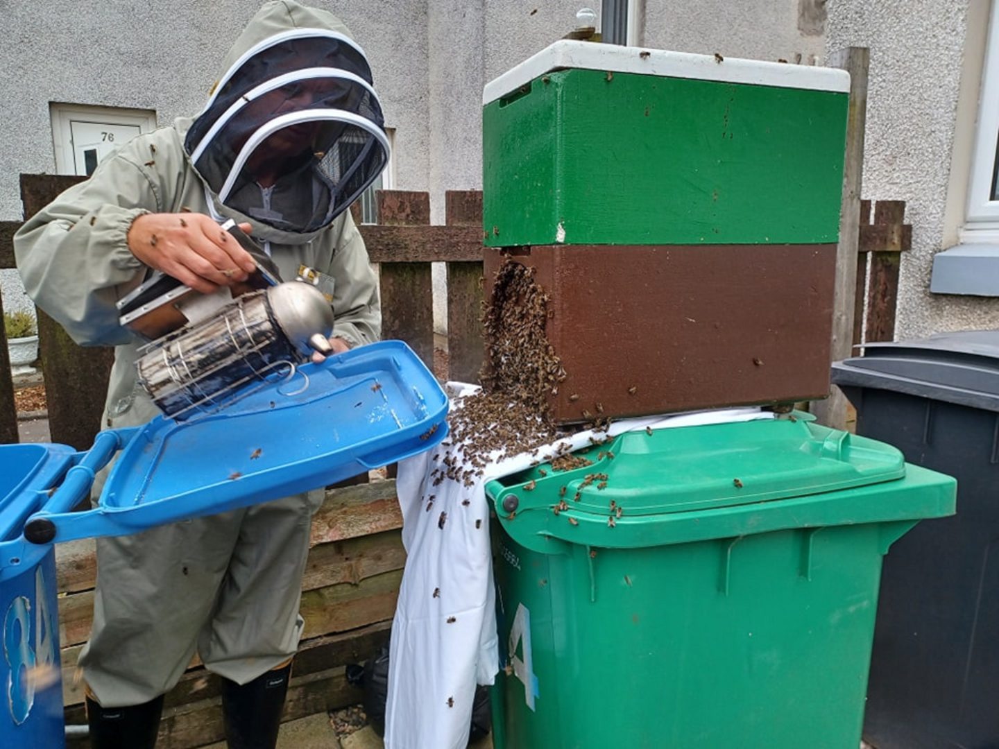 Up to 40,000 honey bees found inside Methil mum's wheelie bin