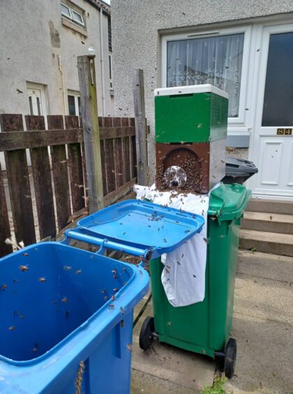 The huge swarm descended on the wheelie bin in just a few minutes.