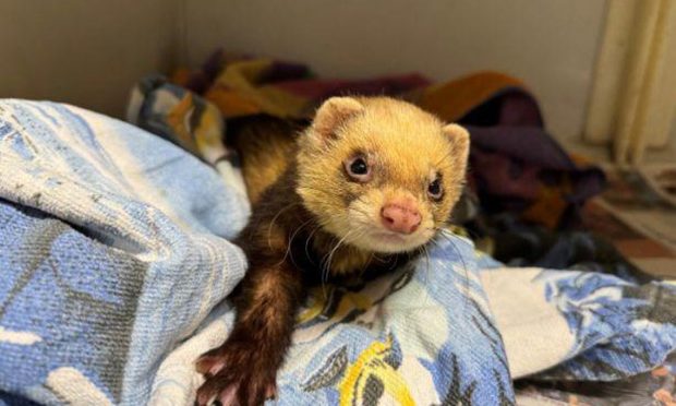 missing Dundee ferret found in Forfar