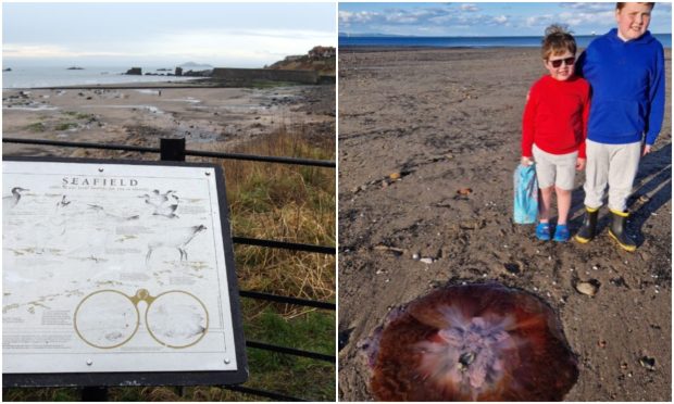 A Lion's Mane jellyfish washed up at Seafield Beach in Kirkcaldy.