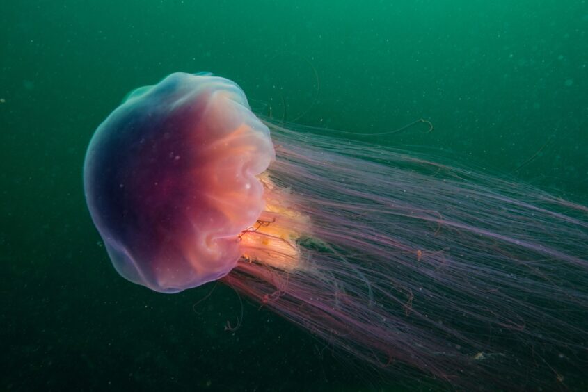 Lion's Mane Jellyfish.
