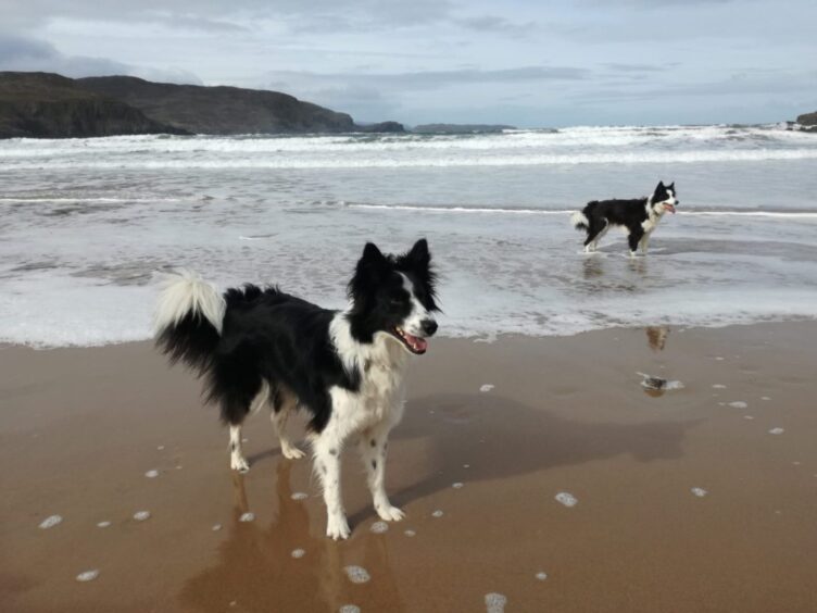 Solo Paws director Laura Findlay's beautiful border collies. Image: Supplied.