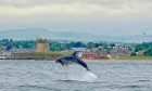 dolphin at Broughty Ferry