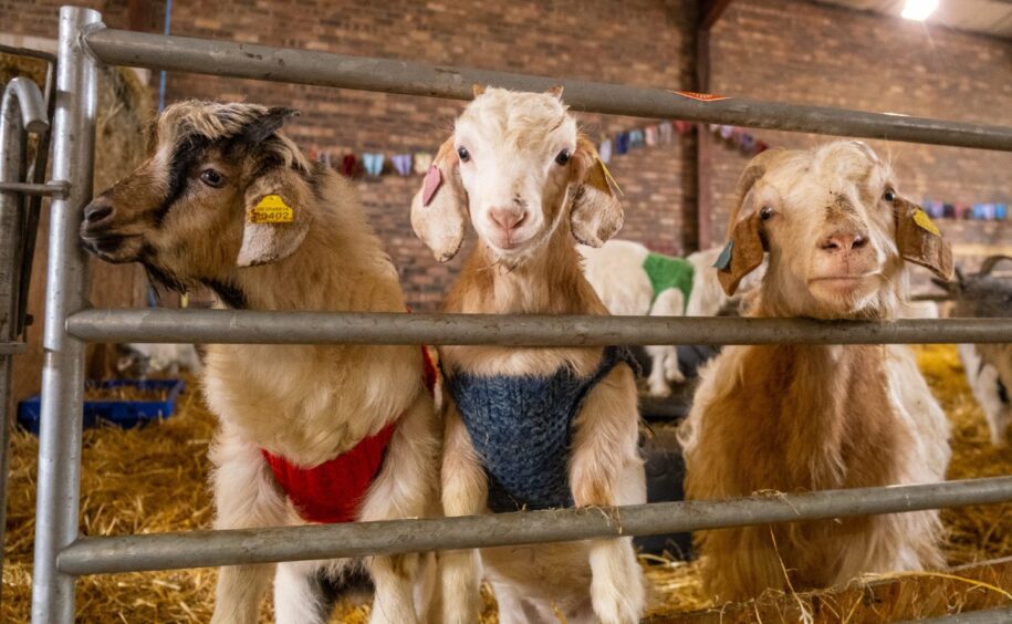 Cute kids at the Goats in Coats Festival at Lunan Bay Farm. Image: Paul Reid. 