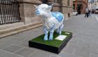 Blue and white Highland cow sculpture outside Perth Museum