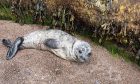 Harbour seal 'Mango' rescued in Dysart
