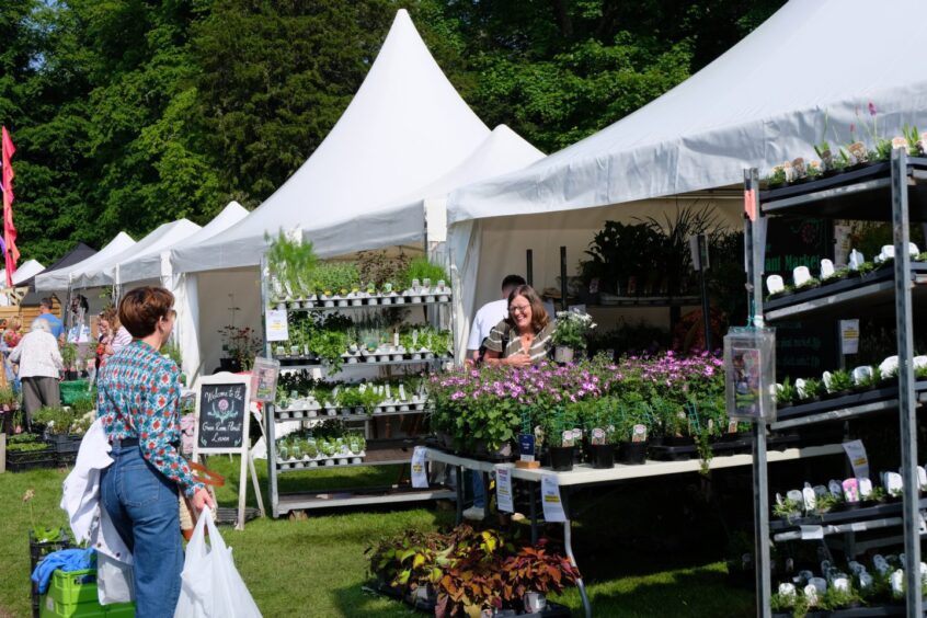 Tents with trays of plants for sale outside at Scone palace garden fair