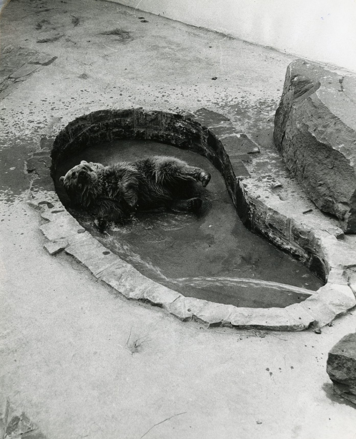 Jeremy in a pool of water in her enclosure. 