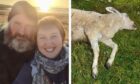 Duncan and Heather McNicol and the lamb killed in the attack in Dunblane.