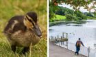 The duckling found with a hook lodged in its mouth at Keptie Pond in Arbroath.