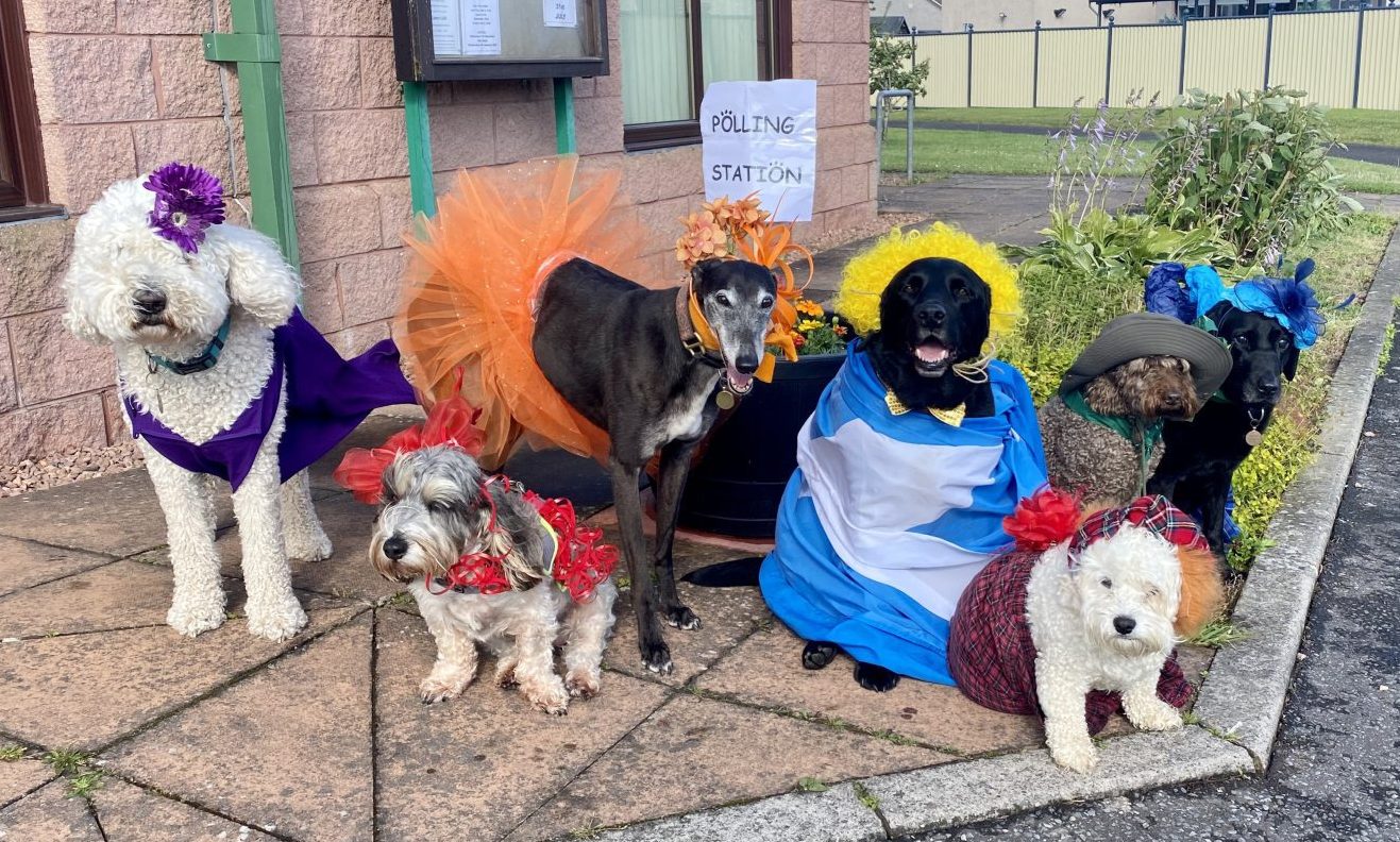 Sue Forrester's Doggy Daycare guys today getting ready to vote in Balmullo. Image: Eilidh Ferguson