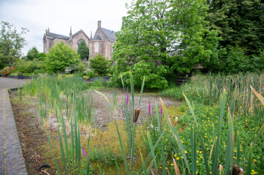 Dried out pond at Norie-Miller walk, Perth