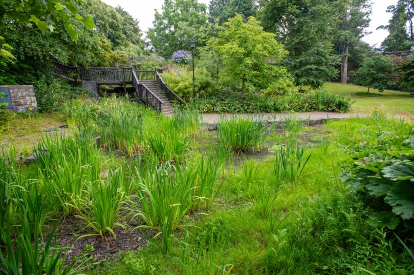 Pond with vegetation but no water