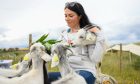 Gayle indulges in some goat therapy at Lunan Bay Farm. Image: Kim Cessford.