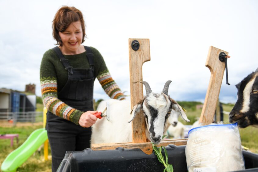 Jillian combs her goats to collect the cashmere fibres. Image: Kim Cessford. 