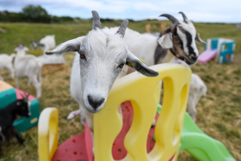 Some friendly cashmere goats at Lunan Bay Farm. Image: Kim Cessford.