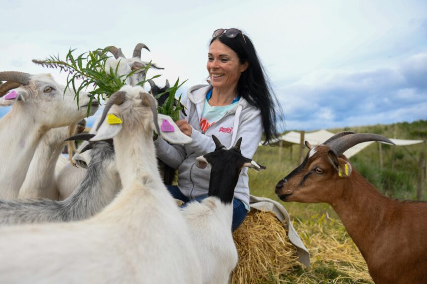 Gayle is surrounded by rosebay willowherb loving goats at Lunan Bay Farm. Image: Kim Cessford.