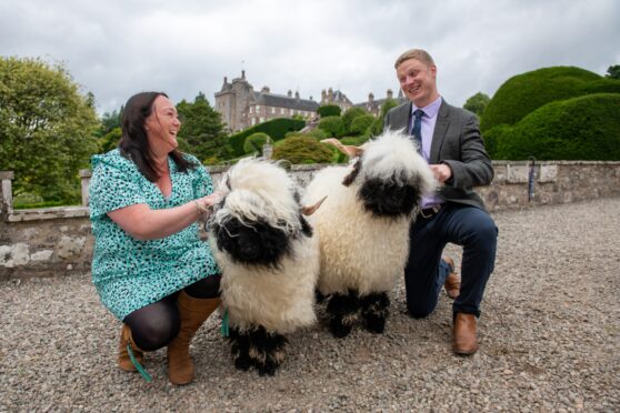 Perth Show Secretary Jen Leslie and Chairman David Barclay with two fluffy sheep