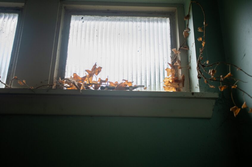 Weeds growing through window frame at Rodney Pavilion