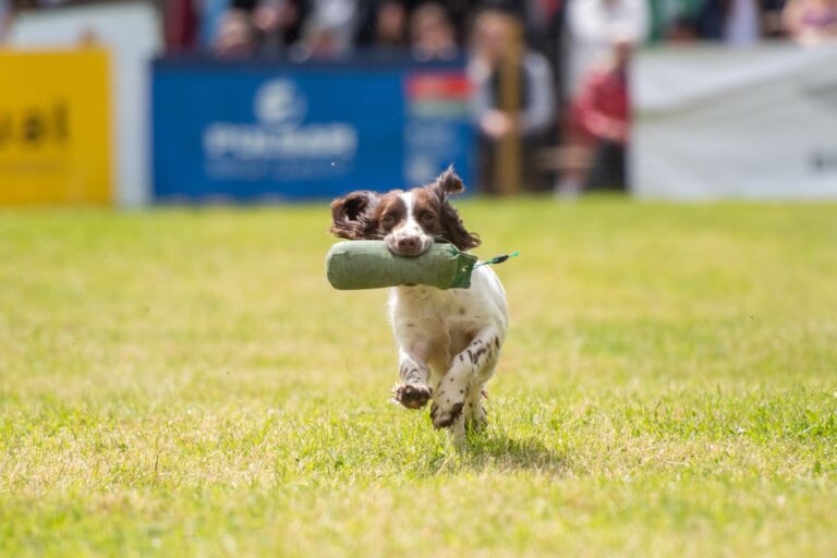 Scottish Game Fair 2024 Best pictures as event marks 35th year