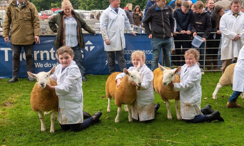 Small children in show ring with sheep