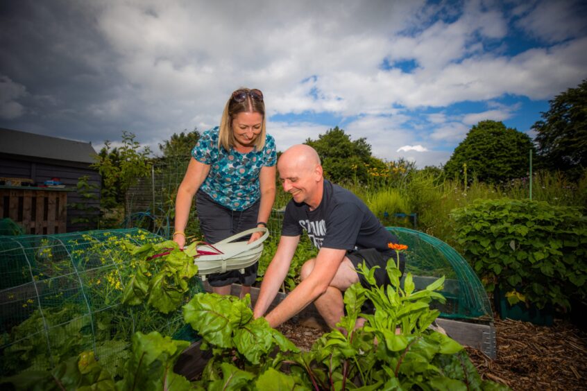 Calum Harvie and wife Louise Harvie in their allotment at Elmwood College Allotments in Cupar.