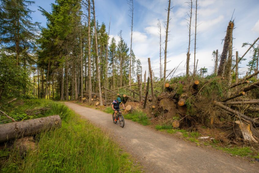 Mountain biking competition on new trails at Crombie Country Park in Angus.