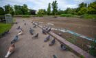 Pigeons standing beside muddy base of South Inch pond, drained of water