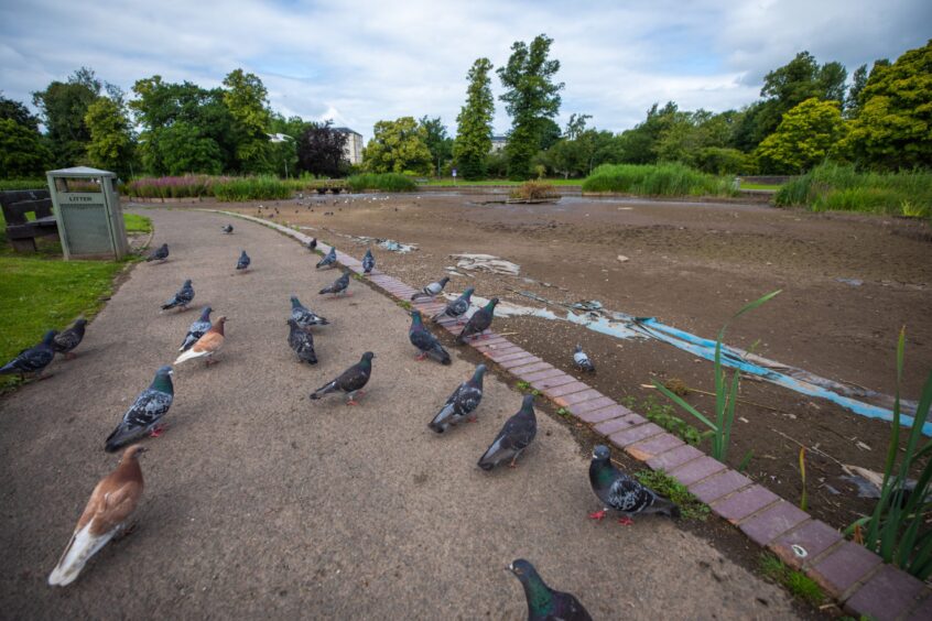 Pigeons standing beside muddy base of South Inch pond, drained of water