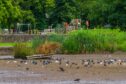 Dried out South Inch pond repair