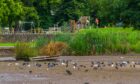 Dried out South Inch pond repair