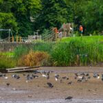 Dried-out South Inch Pond repairs complete but re-fill not so simple, says council