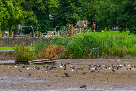 Dried out South Inch pond repair