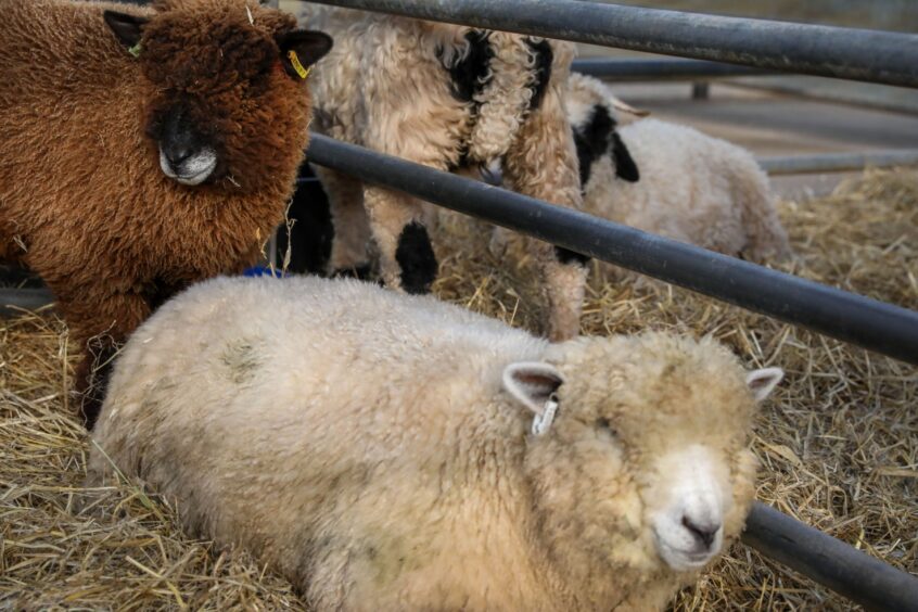 Ryeland sheep in a pen