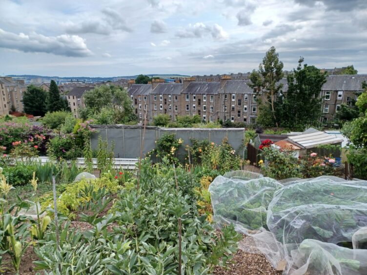 There are fine south-facing views from the City Road Allotments in Dundee.