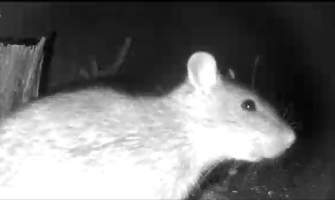 Resident captured rat video as Angus Council investigates infestation in Birkhill.