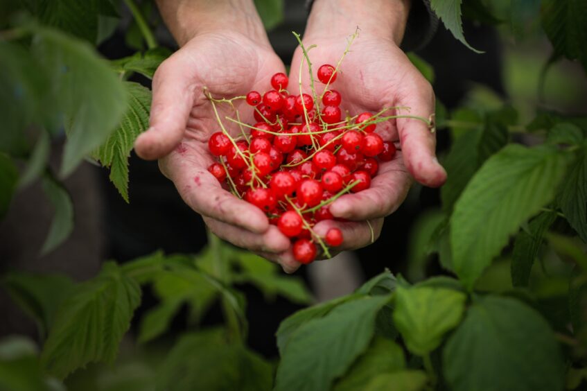 Redcurrants freshly picked from the fruit bushes at City Road Allotments in Dundee. 