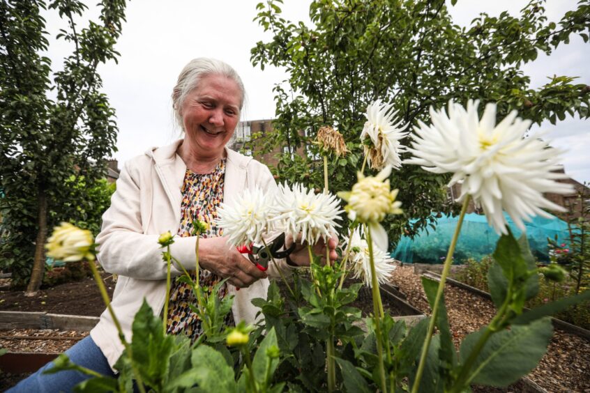 Avril Smith dead heads her dahlias at City Road Allotments in Dundee.