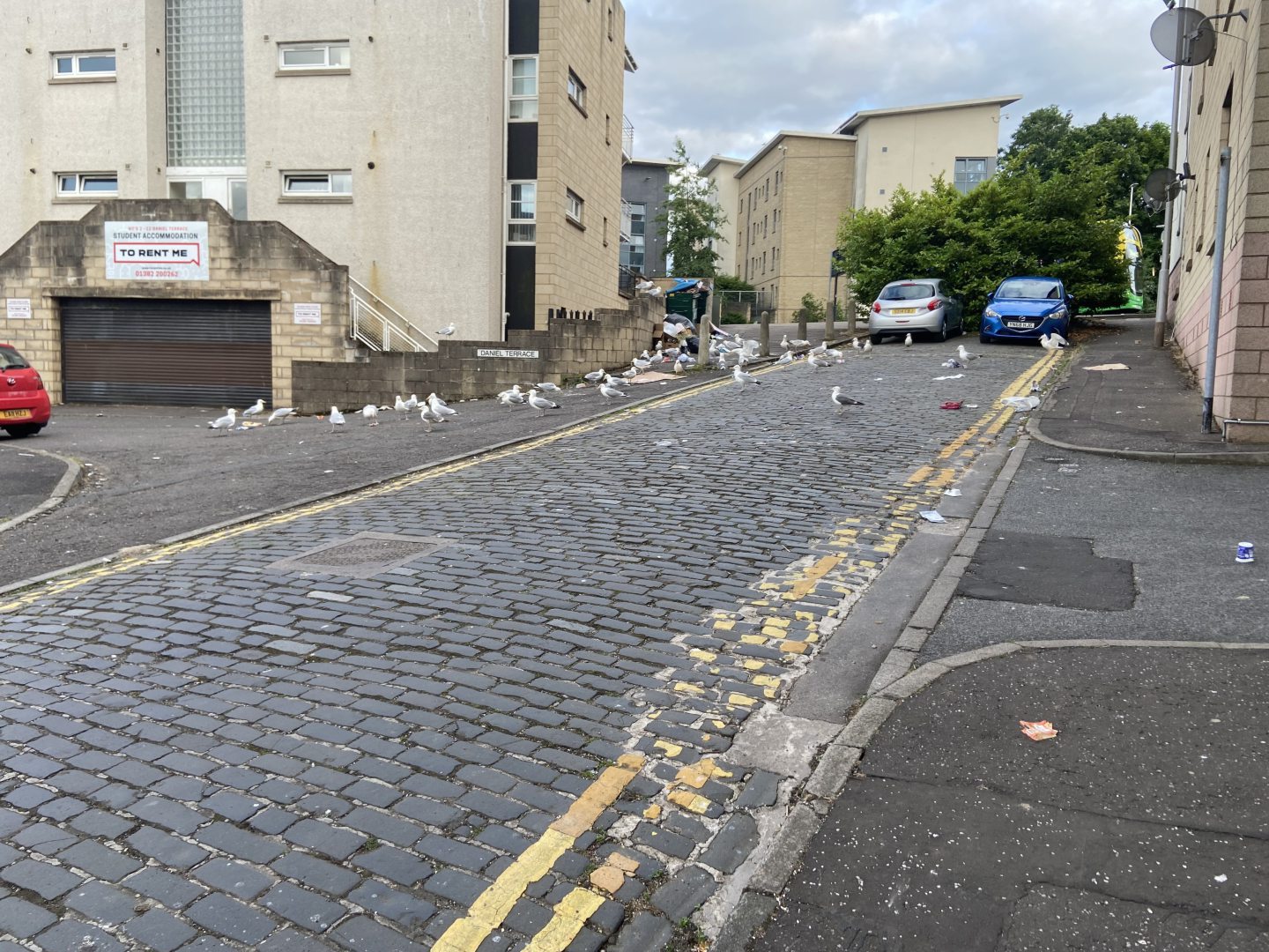 Seagulls on Daniel Street.