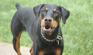 Doberman dog