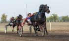 Harness racing in Srbobran, Serbia. Image: Nenad Nedomacki/Shutterstock