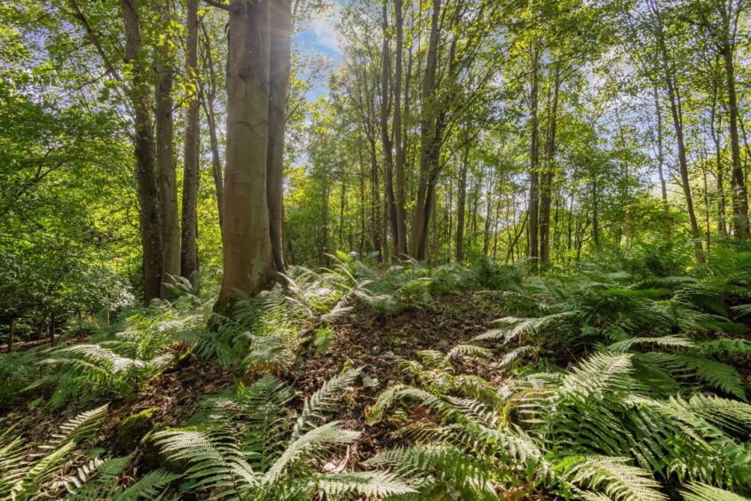 An ancient broch lies hidden in a wooded corner of the garden at Hurly Hawkin.