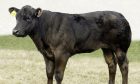 Cattle and overall show champion, a calf from R Simson & Son, Mains of Creuchies, Alyth.